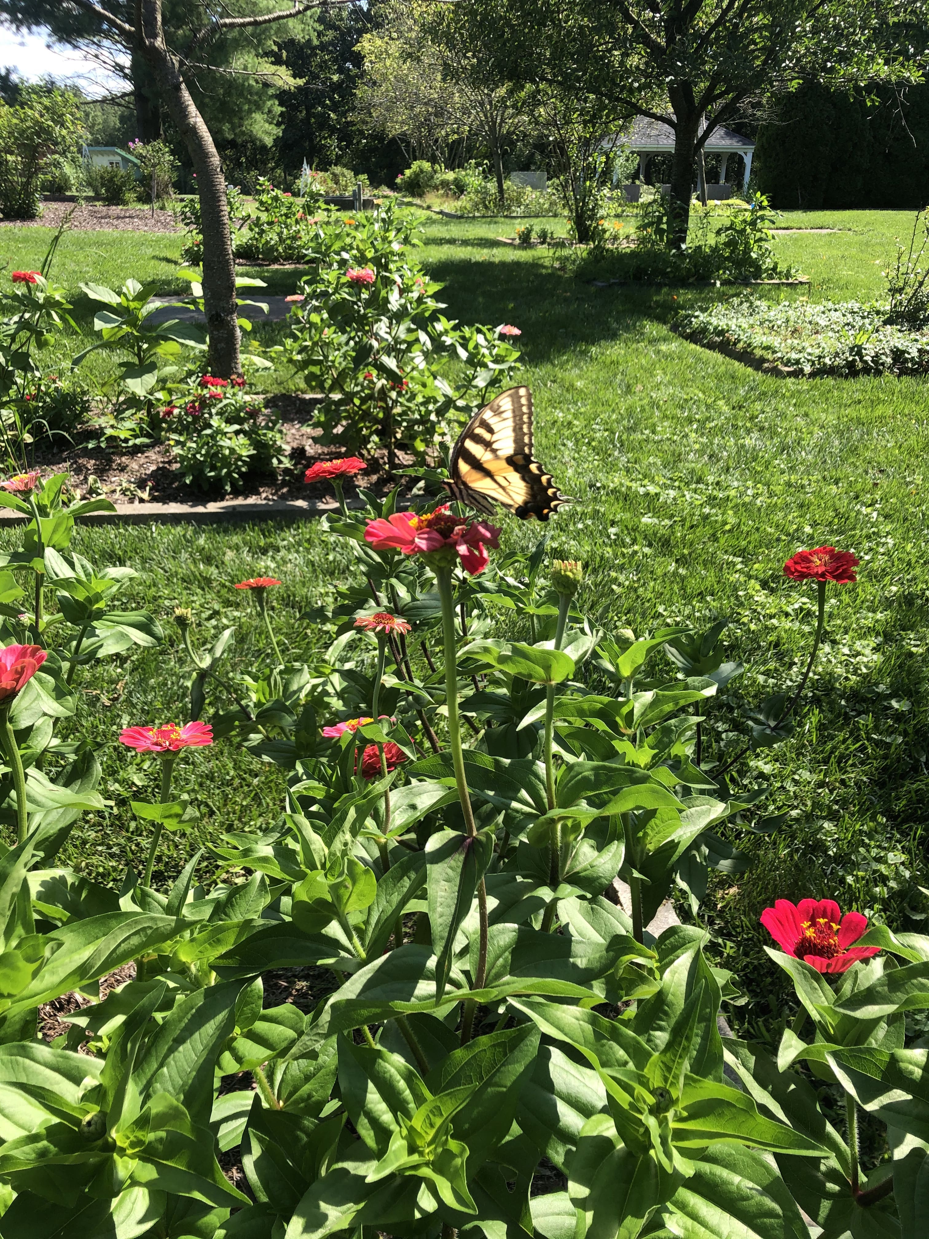 Image of monarch butterflies in a garden.